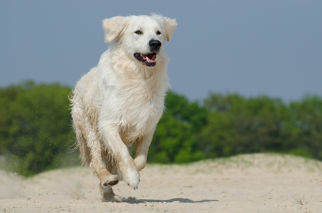 golden retriever play dog free photo