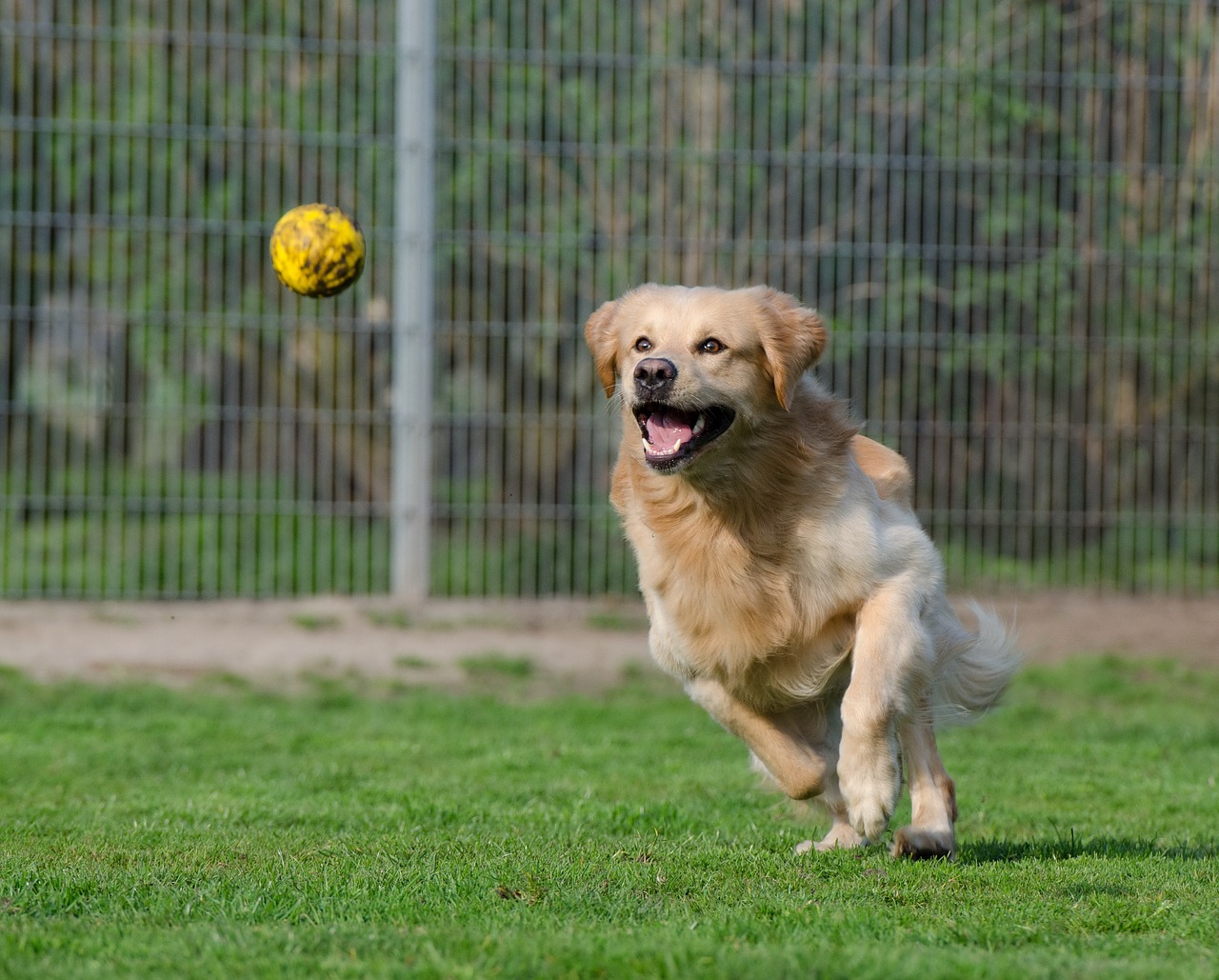 golden retriever animal shelter dog pension free photo