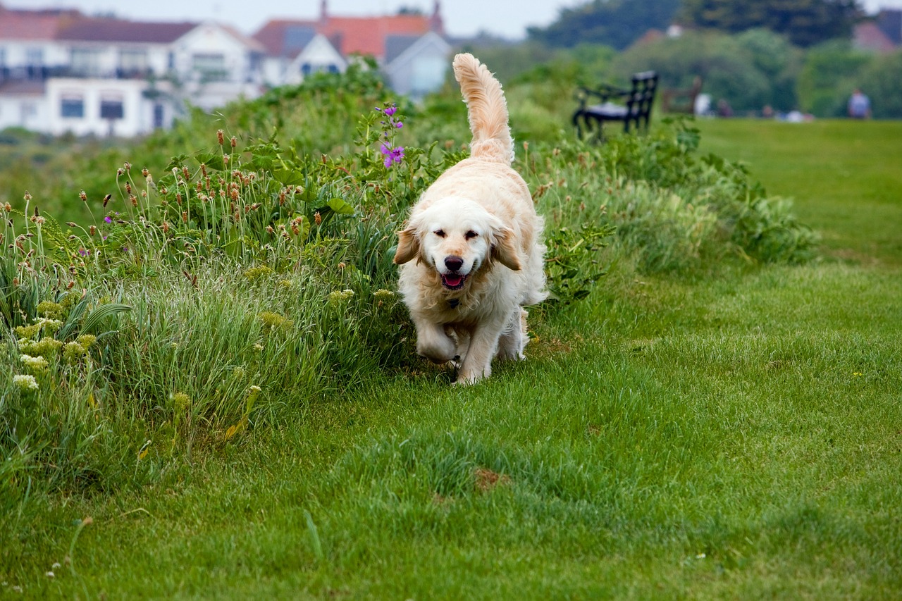 golden retriever dog canine free photo