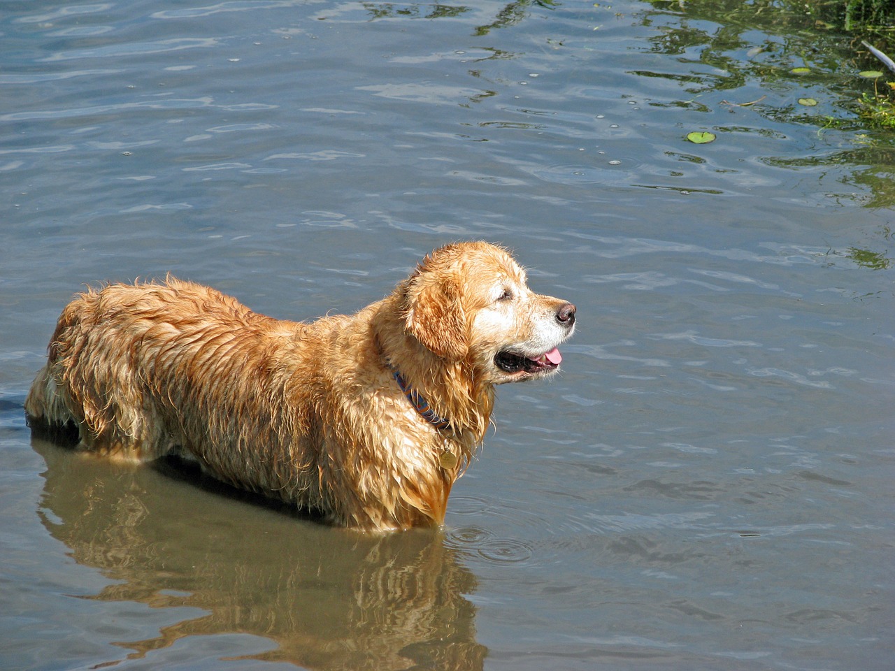 golden retriever retriever dog free photo