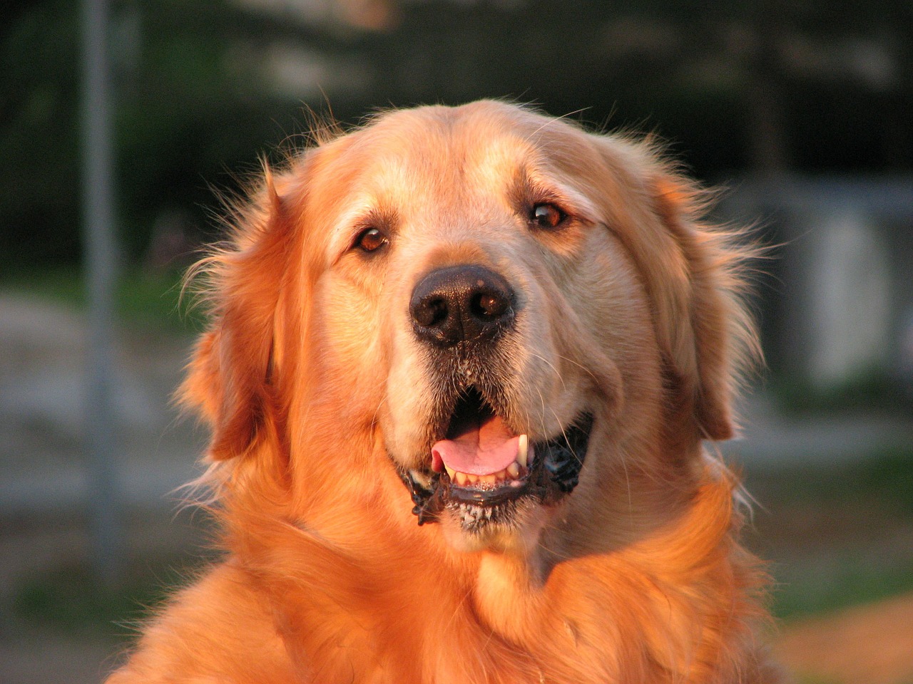 golden retriever dog canine free photo