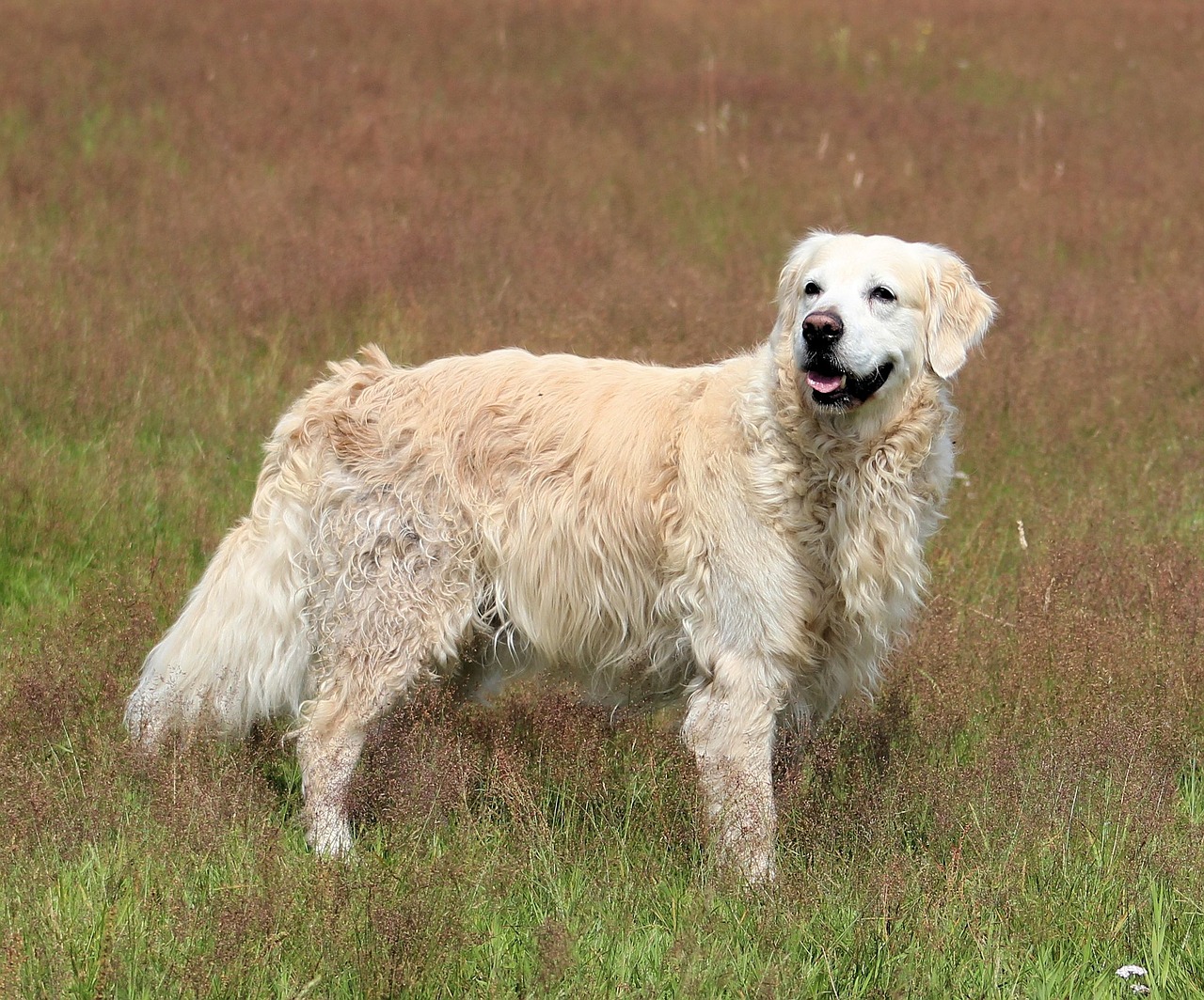 golden retriever dog animal free photo