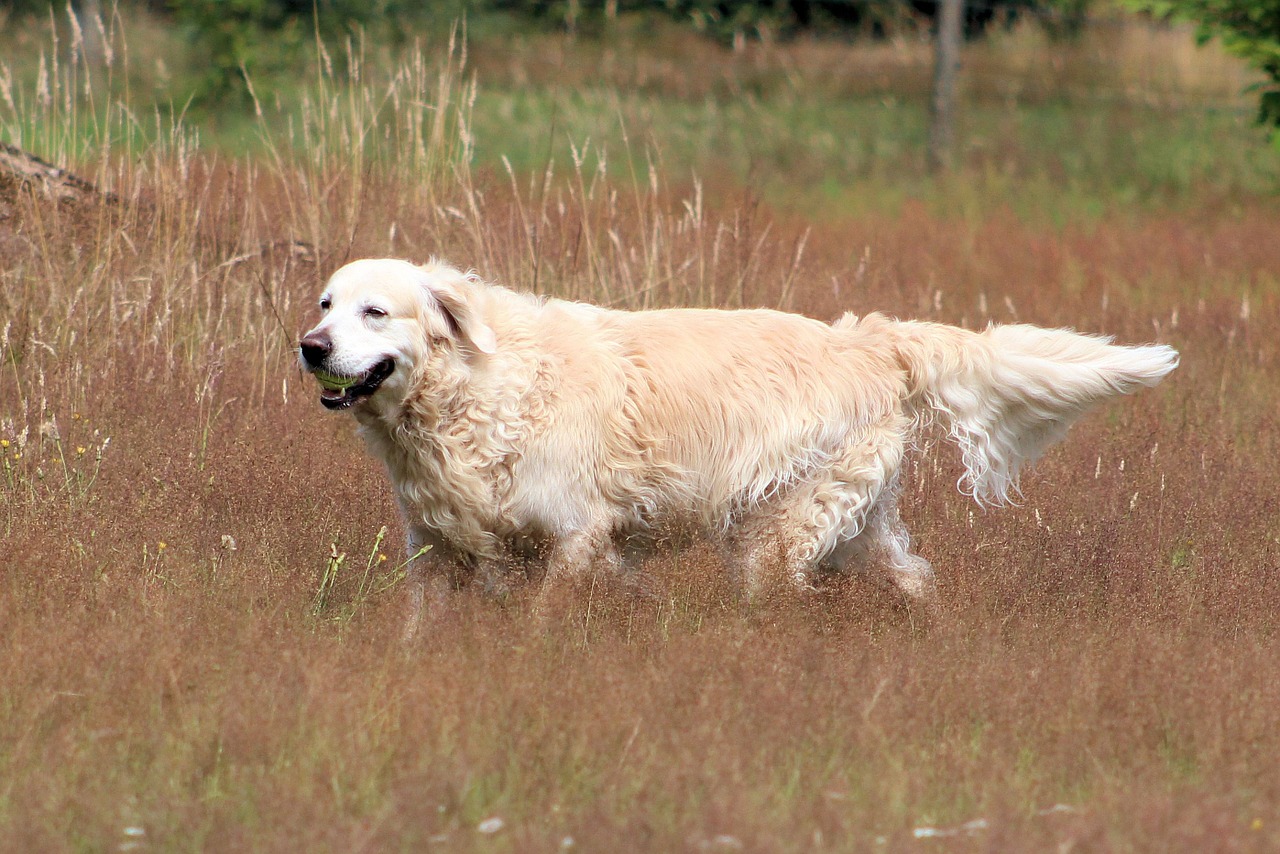 golden retriever dog animal free photo