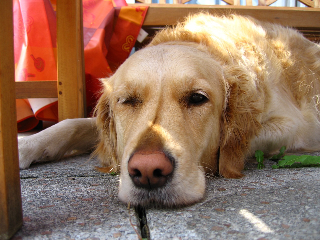 golden retriever dog break free photo