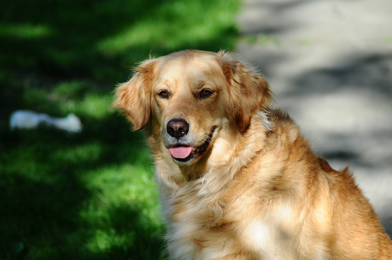 golden retriever dog pet free photo