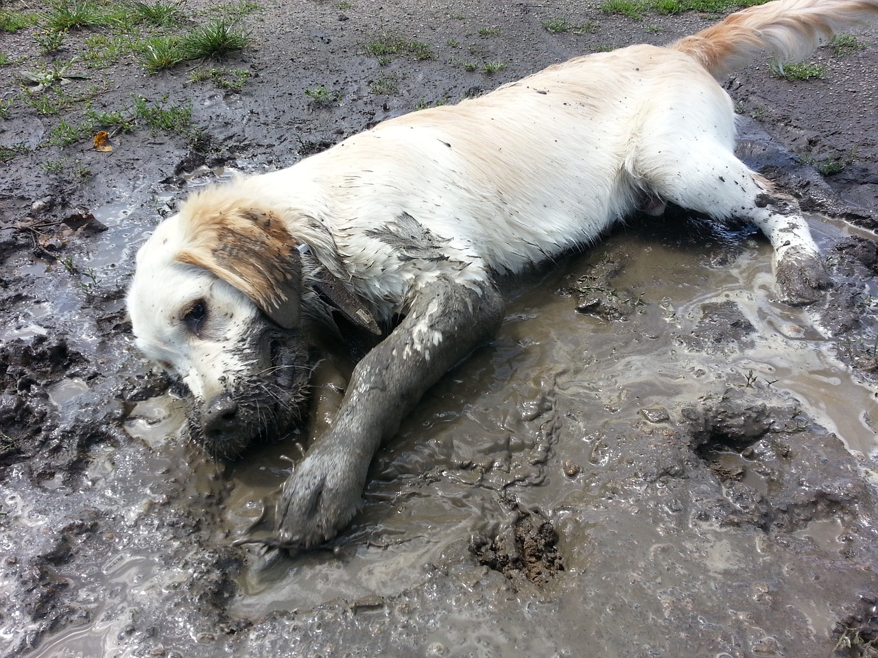 golden retriever plays purebred dog free photo