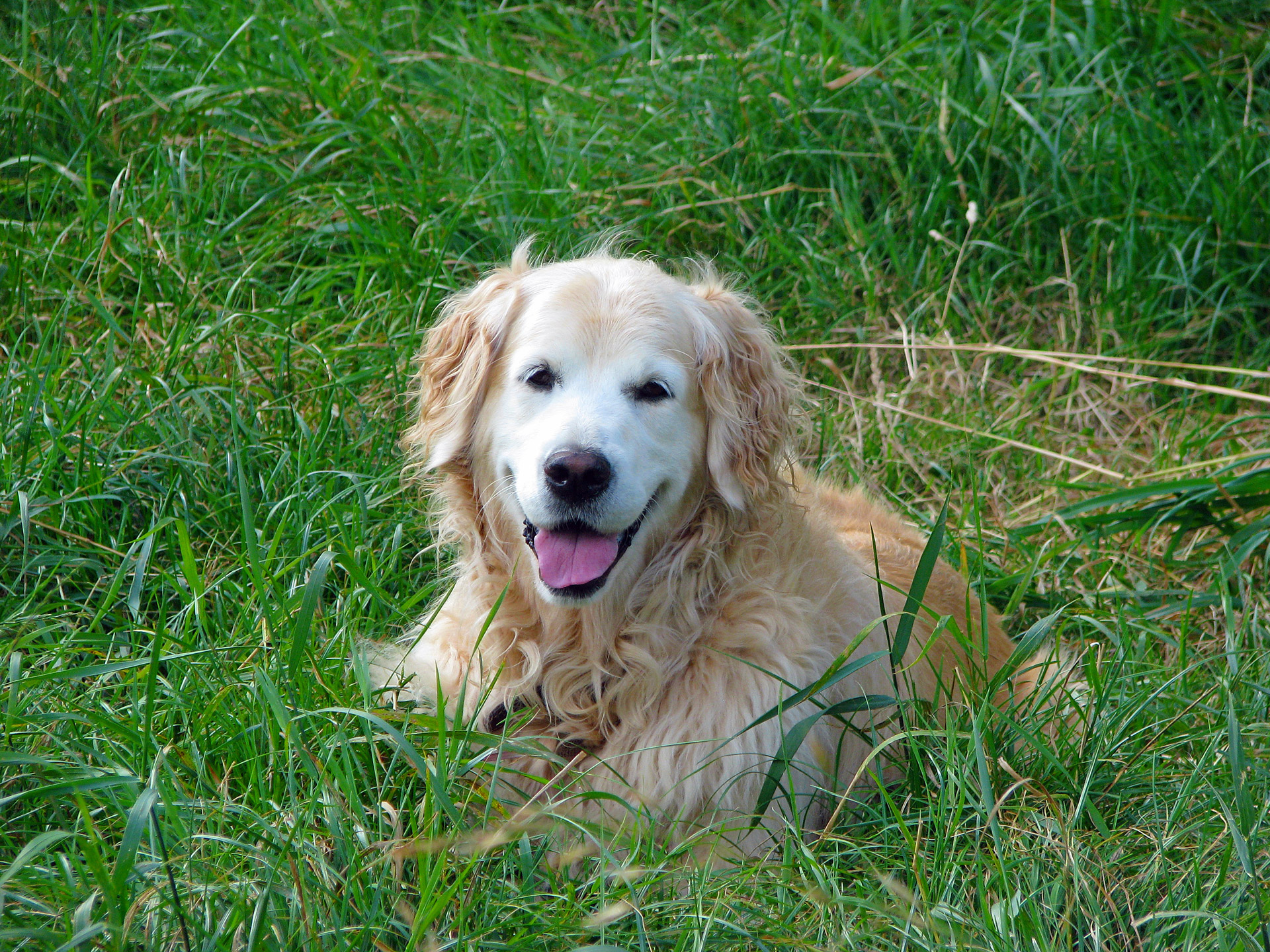 golden retriever dog retriever free photo