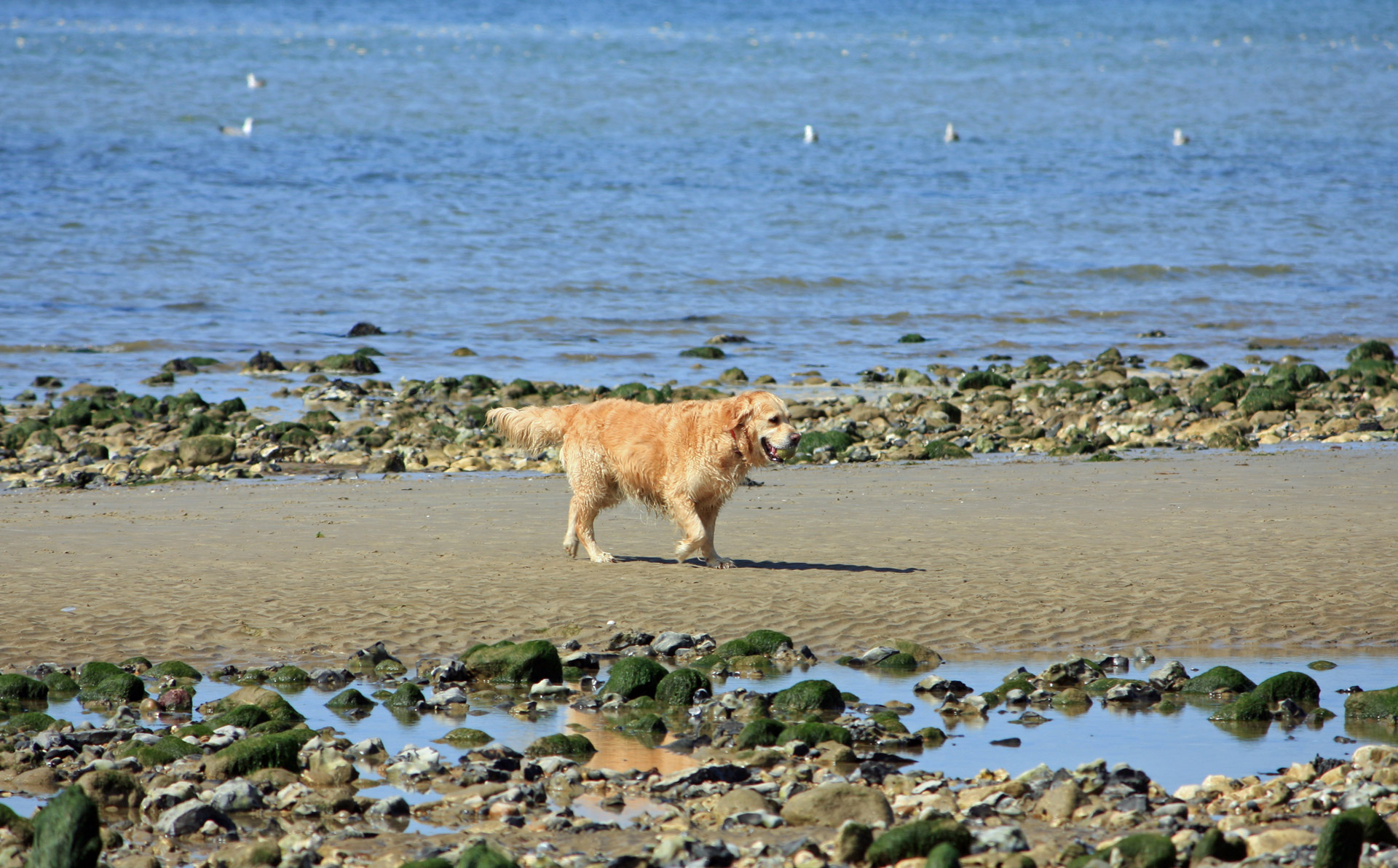 golden retriever dog golden free photo