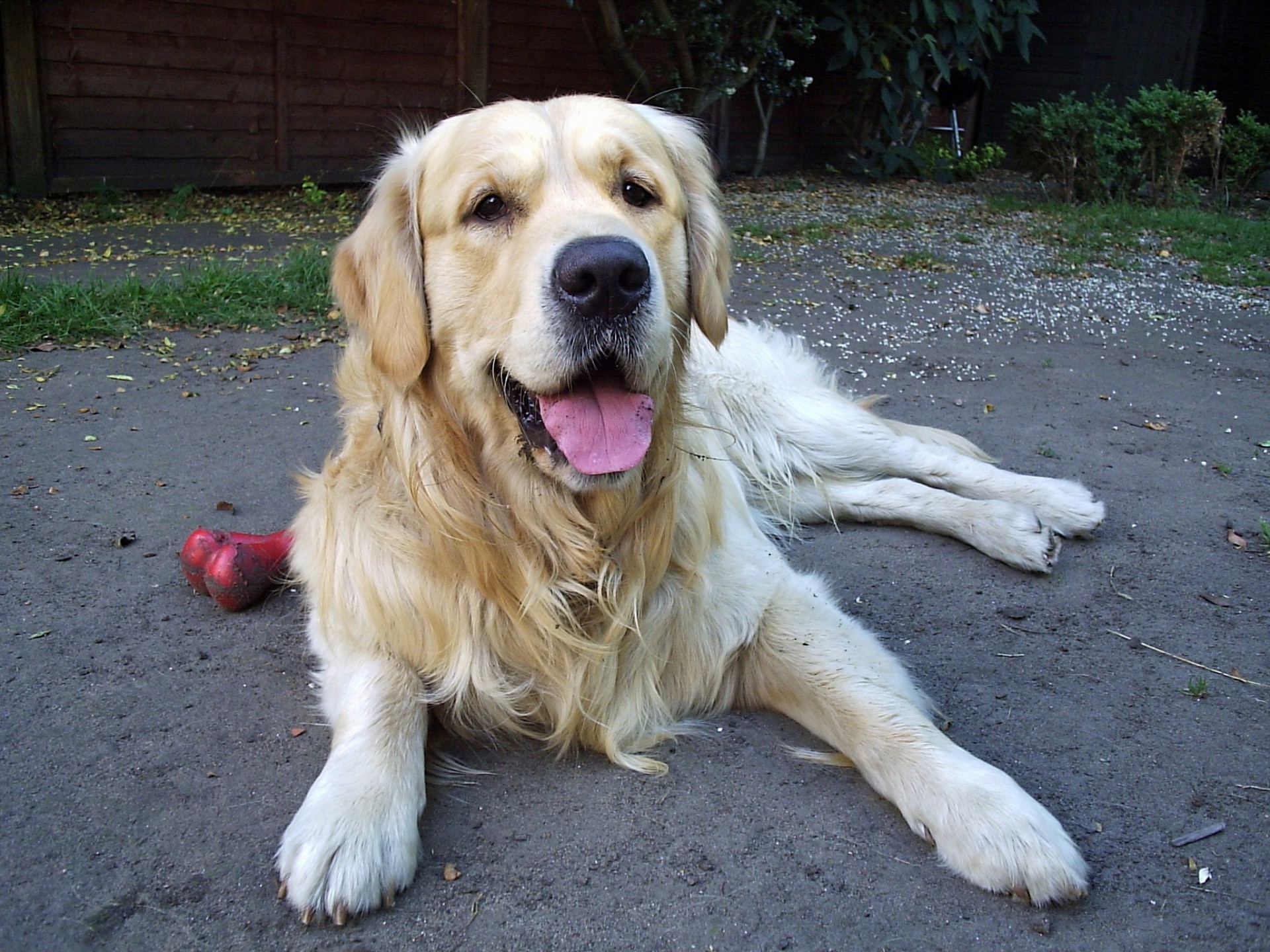 golden retriever retriever dog free photo
