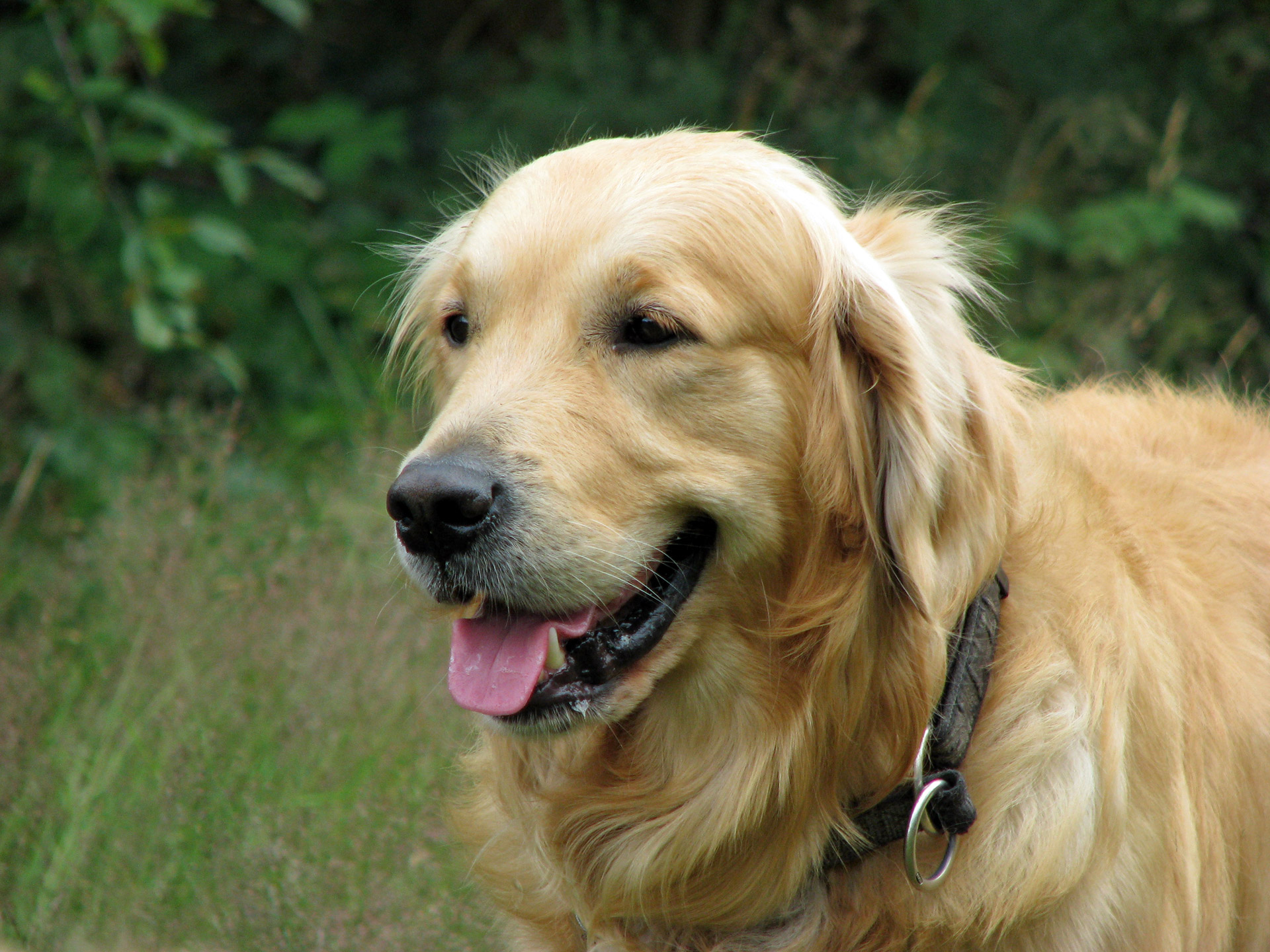 golden retriever dog canine free photo