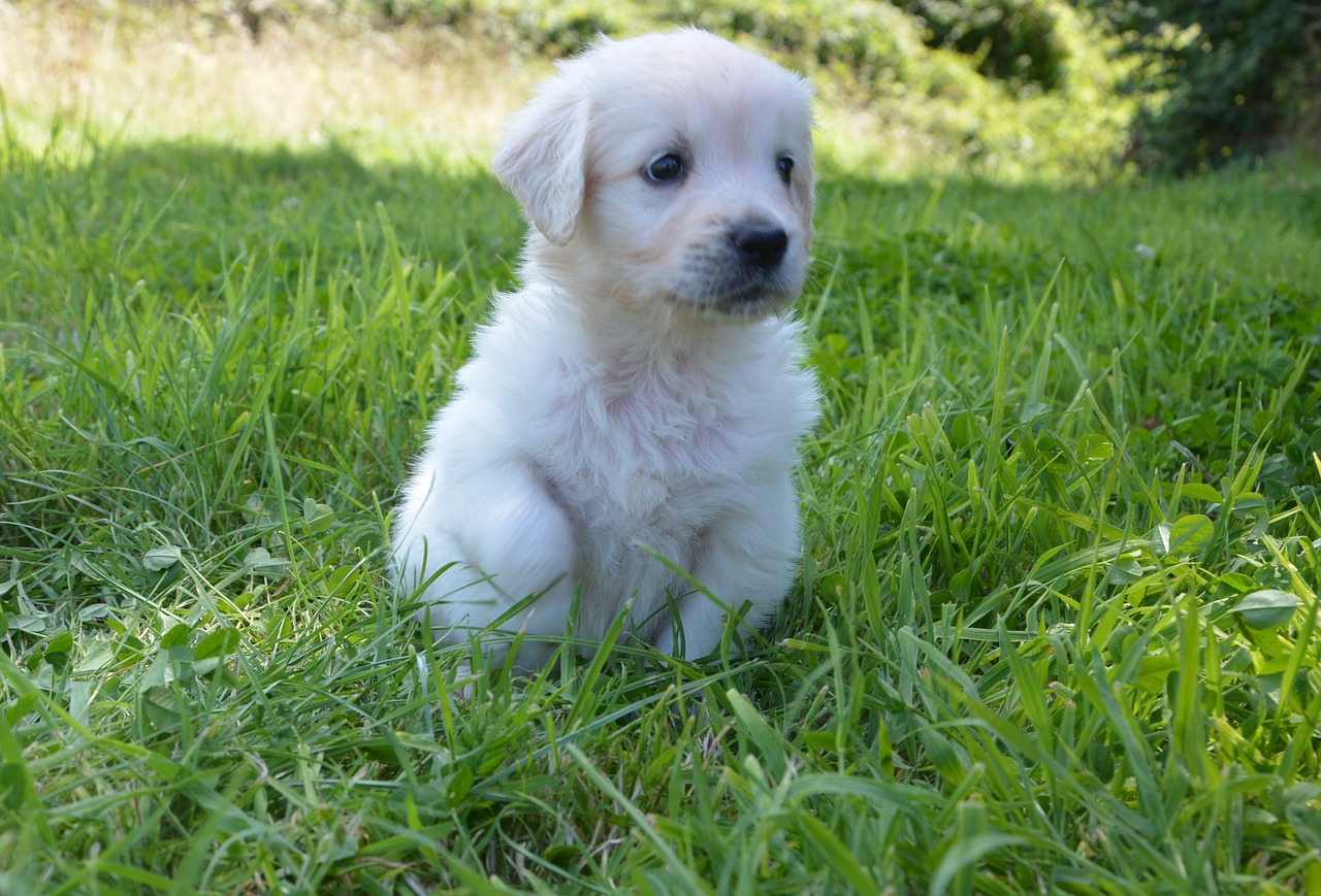 golden retriever puppy dog breed petit free photo