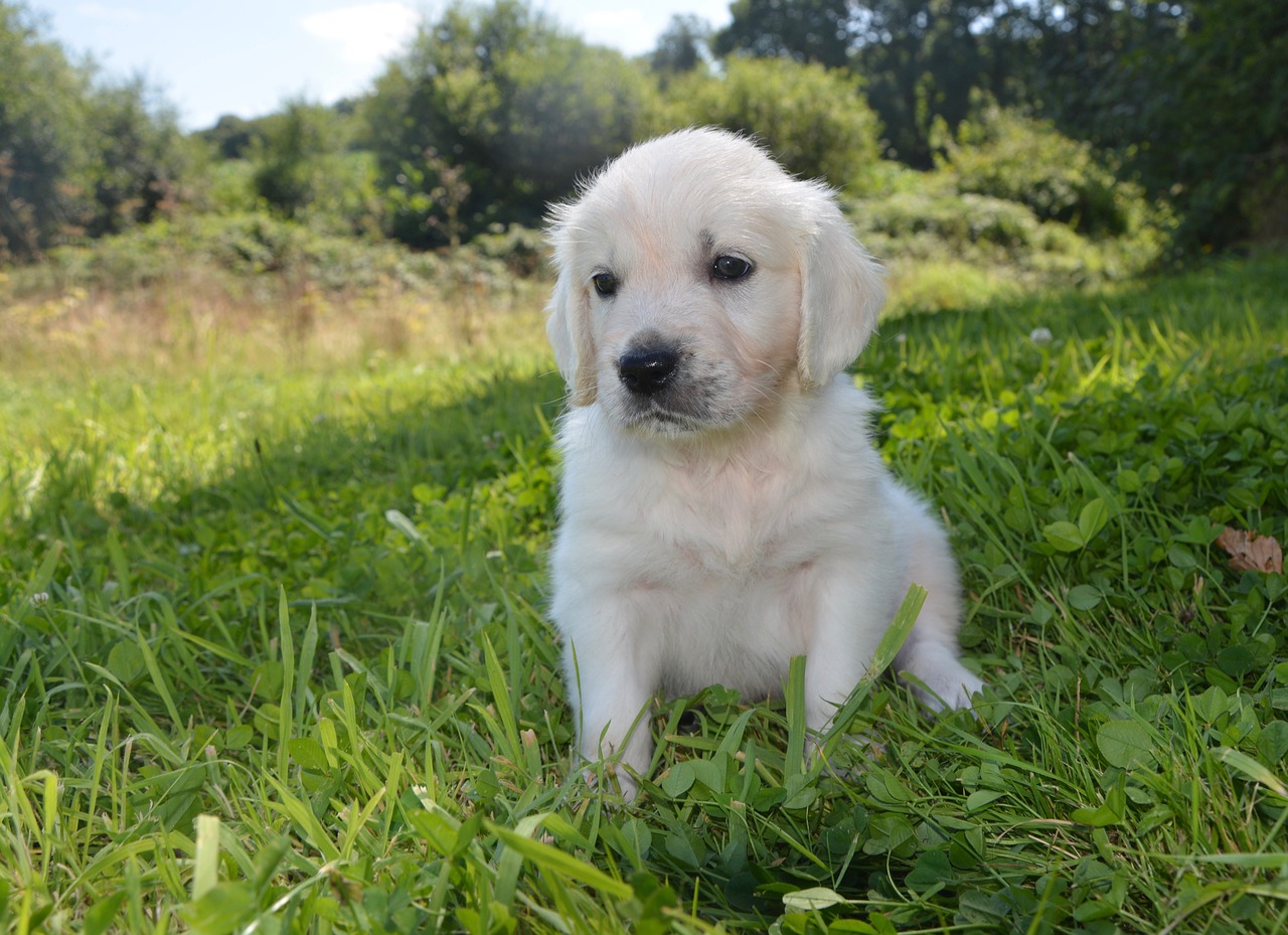 golden retriever puppy puppy dog free photo