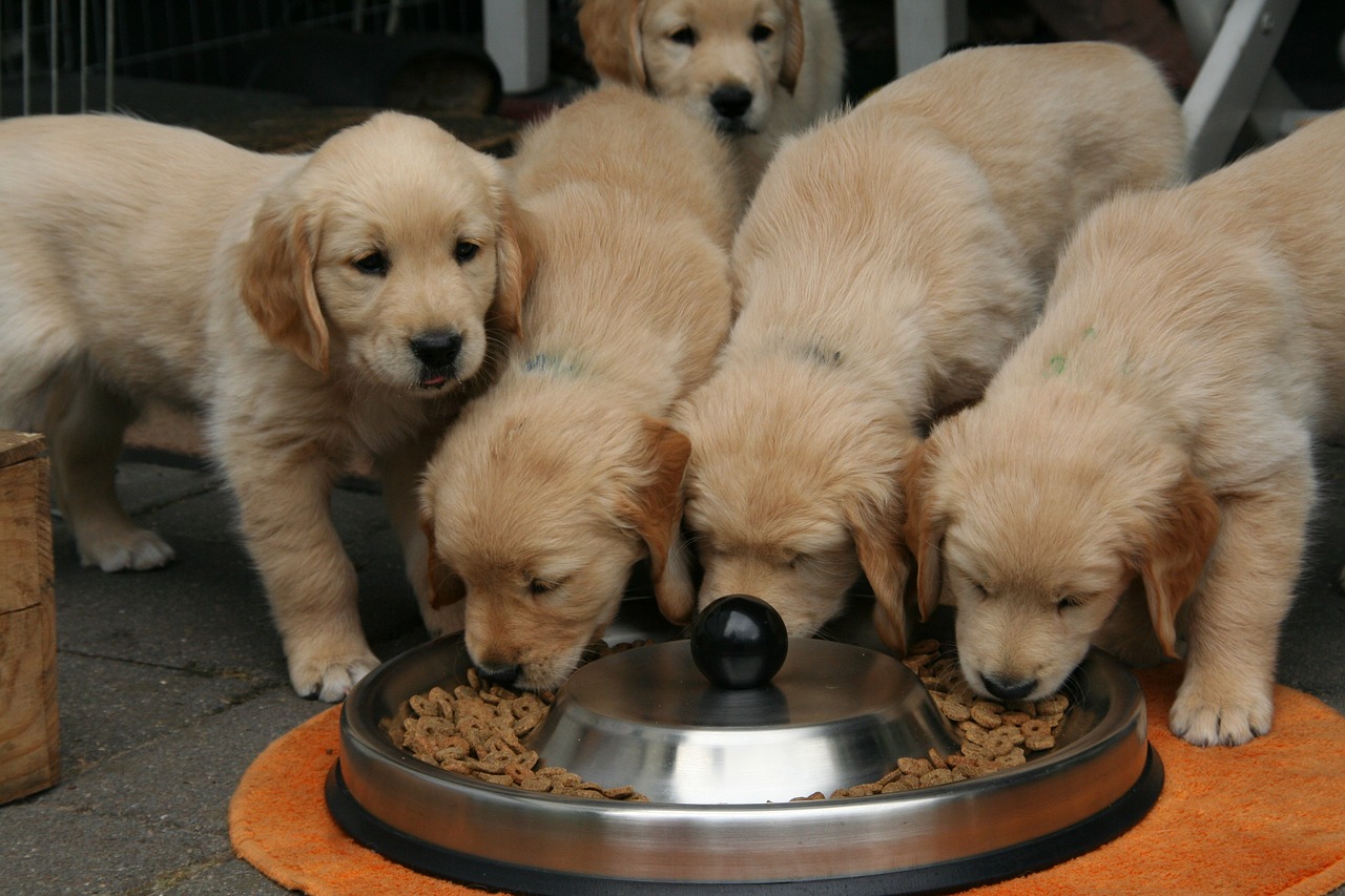 golden retriever puppy dog puppy cute puppies eating free photo