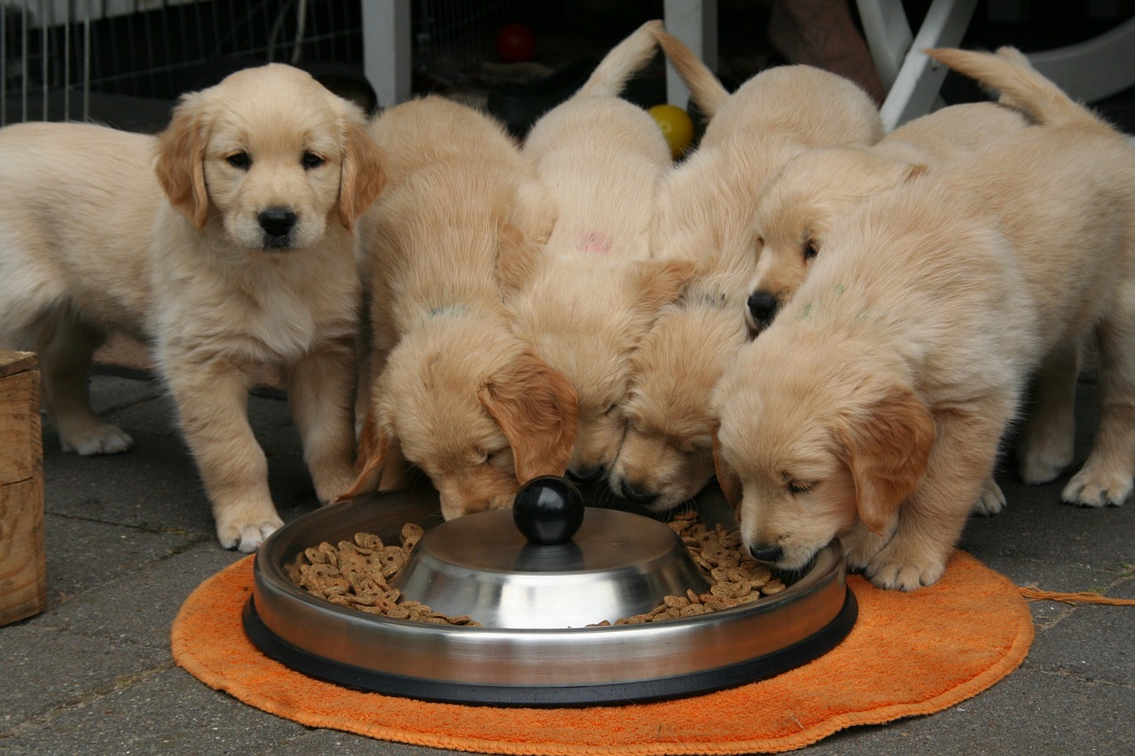 golden retriever puppy dog puppy while it is eating cute puppy free photo