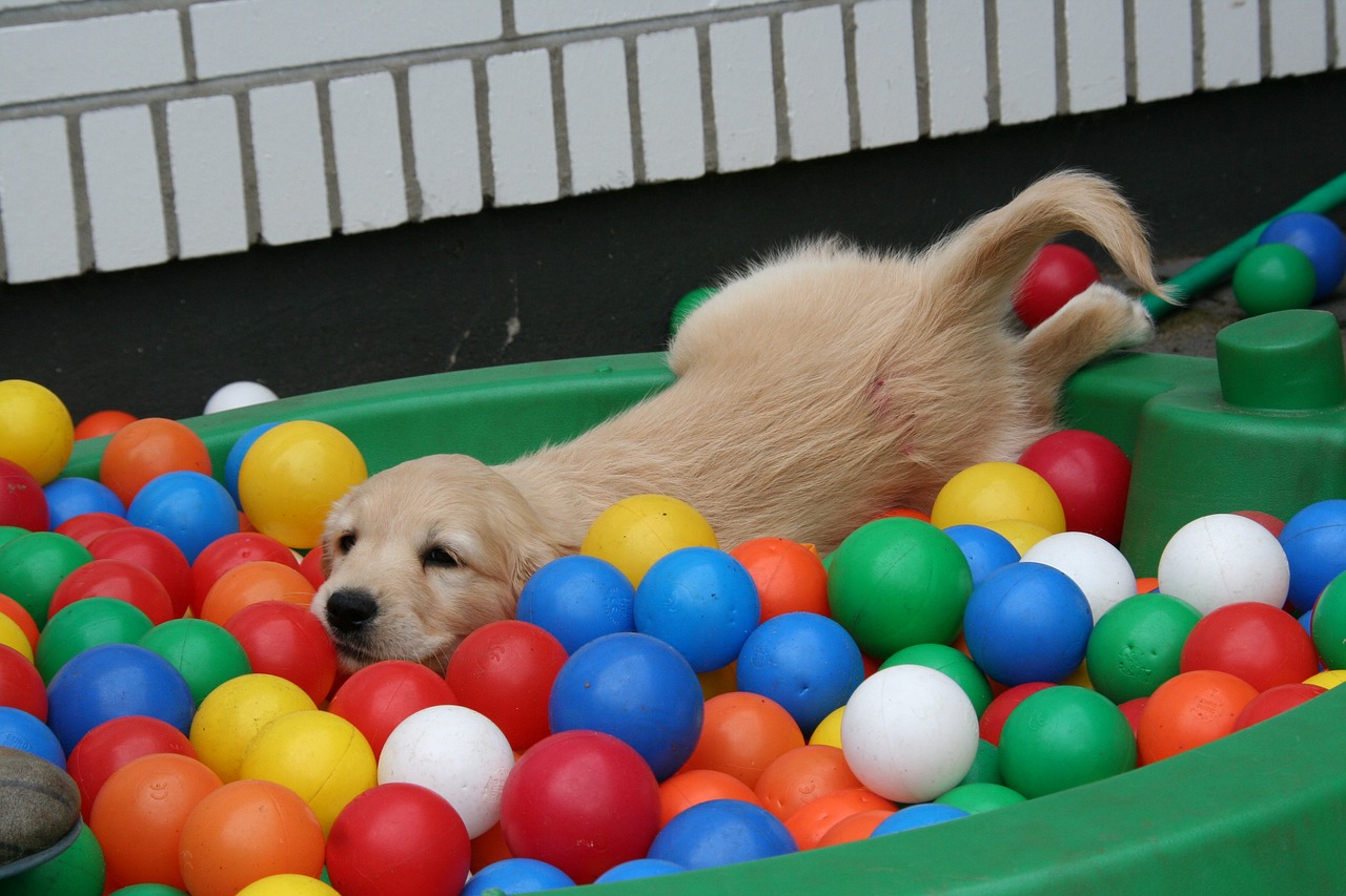 golden retriever puppy puppy in the pool dog puppy playing free photo
