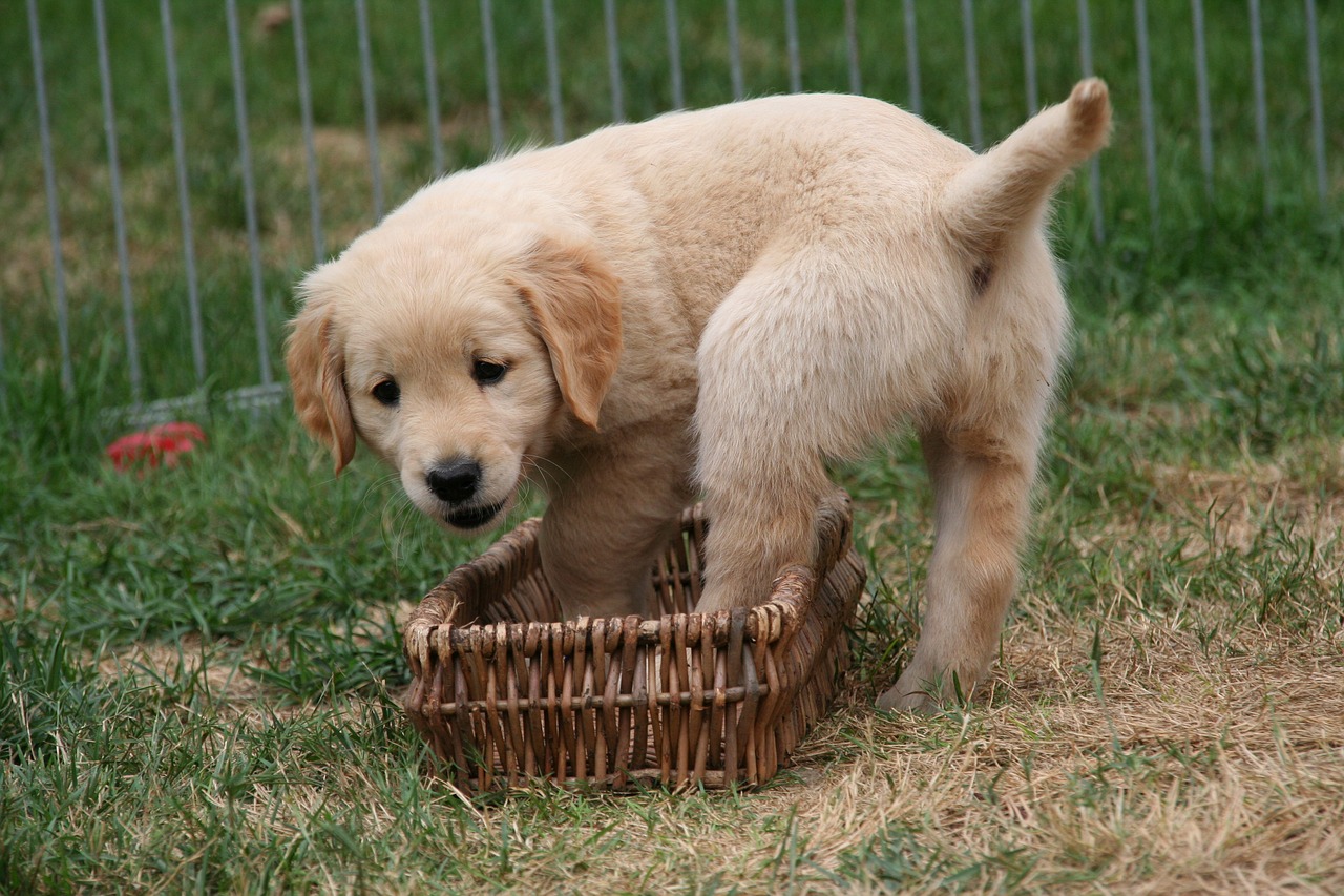 golden retriever puppy dog puppy cute puppy free photo