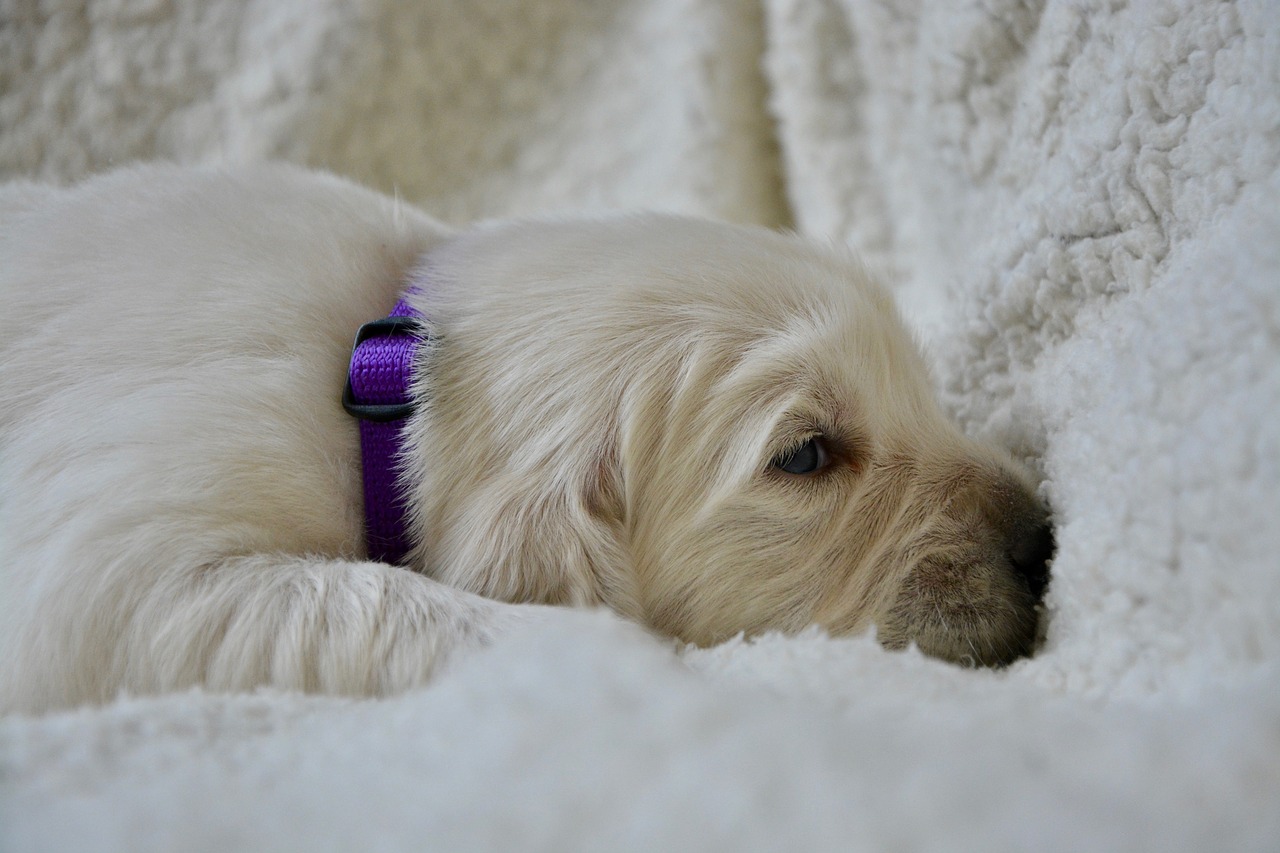 golden retriever puppy  pup  puppy of three weeks free photo