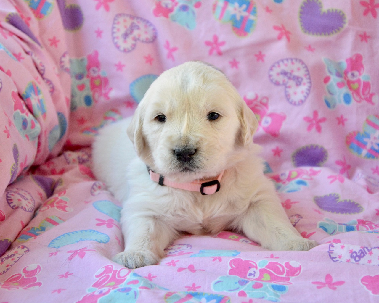 golden retriever puppy  pup  bitch golden miss pink free photo