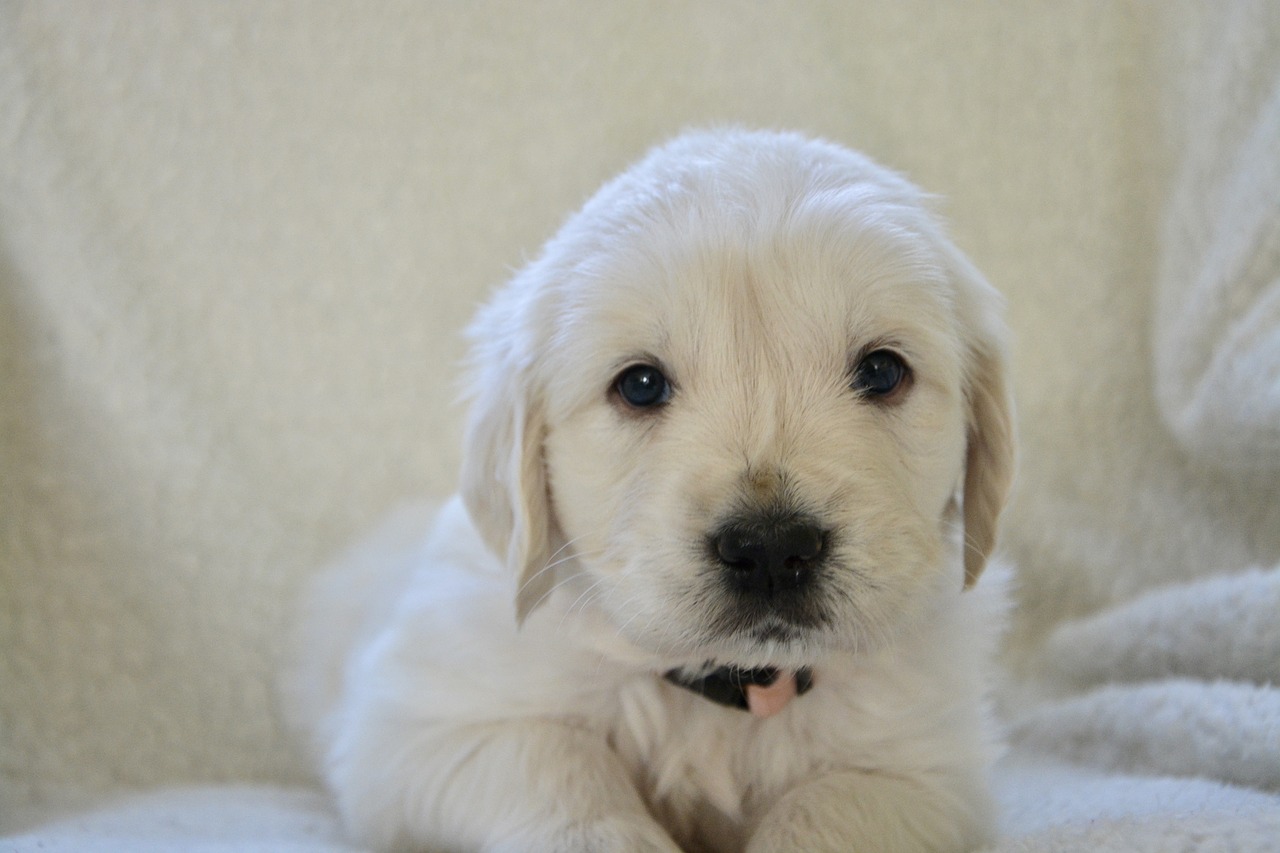 golden retriever puppy  pup  dog free photo