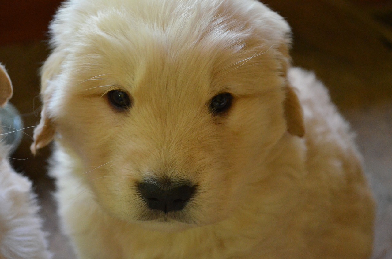 golden retriever puppy golden retriever puppy free photo