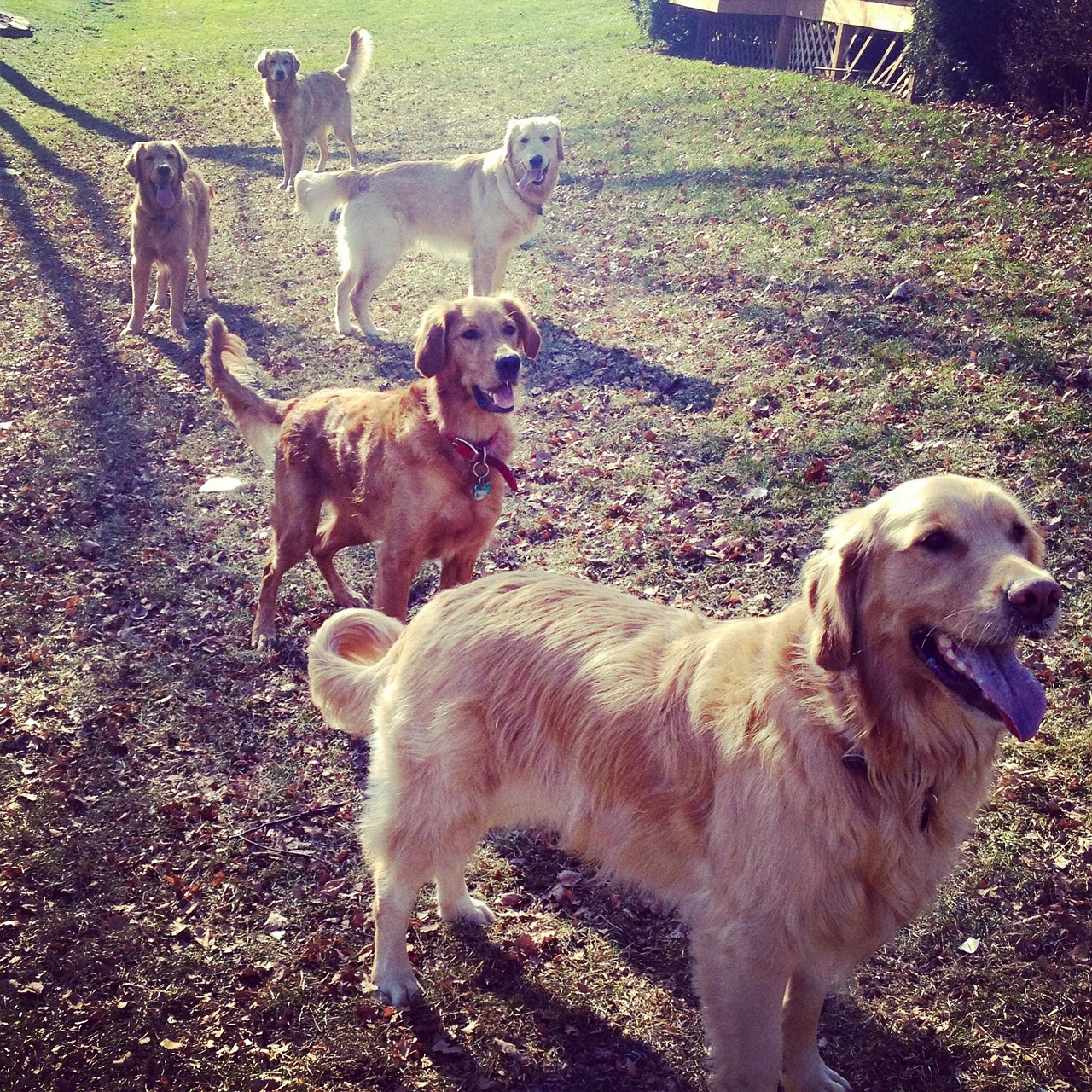 golden retrievers dogs pet free photo