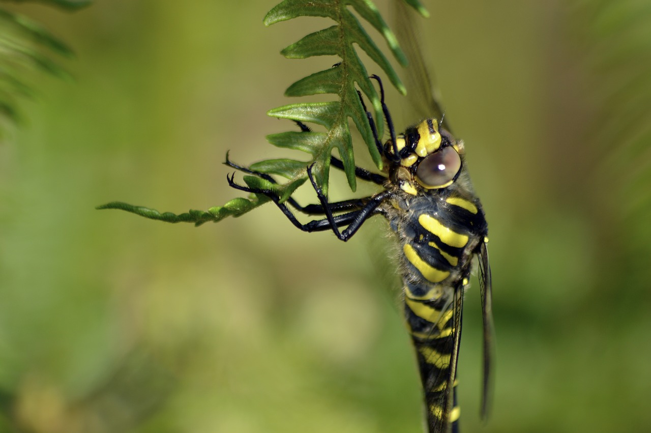 golden-ringed dragonfly nature wildlife free photo