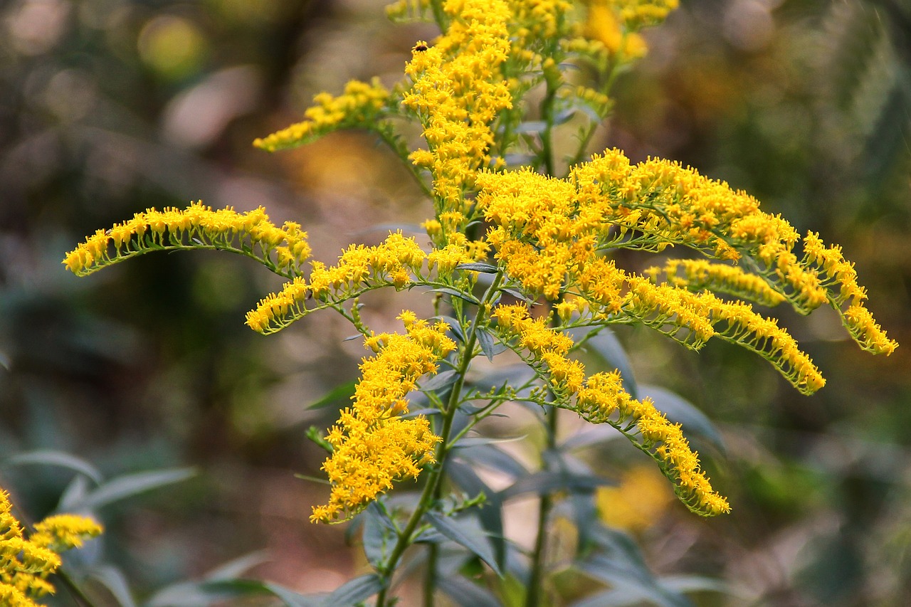 golden rod plant autumn free photo