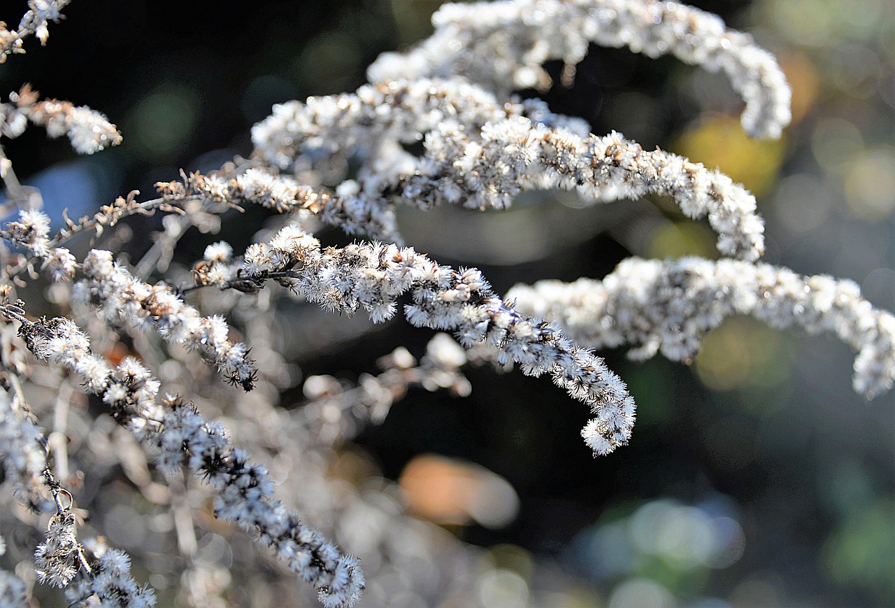 golden rod faded autumn free photo