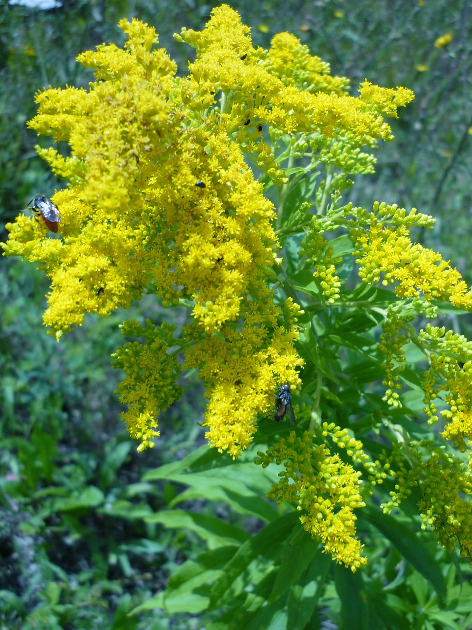 golden rod yellow flower-tendrils free photo