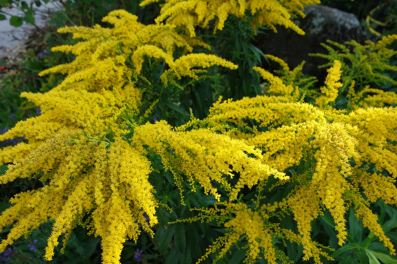 golden rod  garden  plant free photo