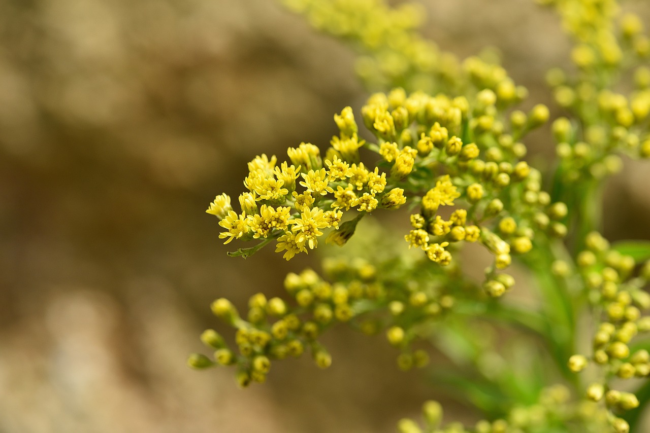 golden rod plant yellow free photo