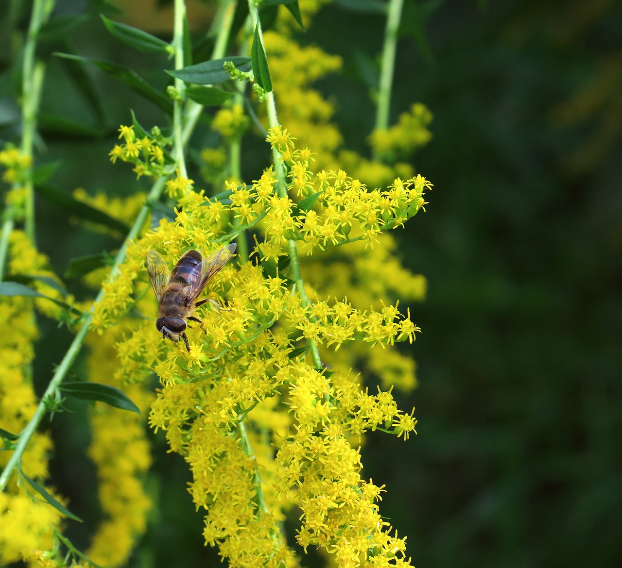 golden rod hoverfly flowers free photo