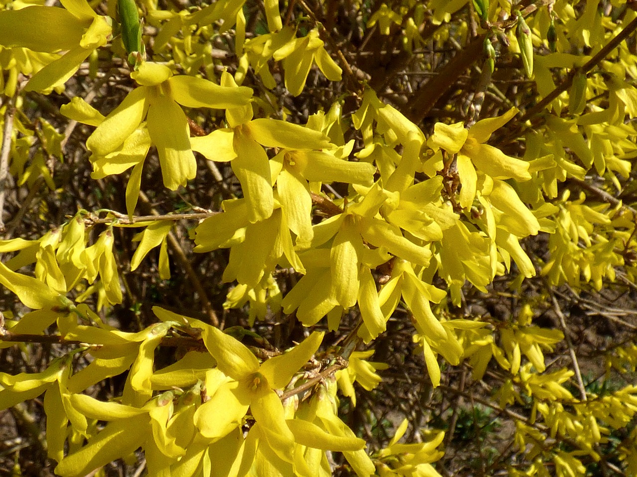 golden shower sprig flower free photo