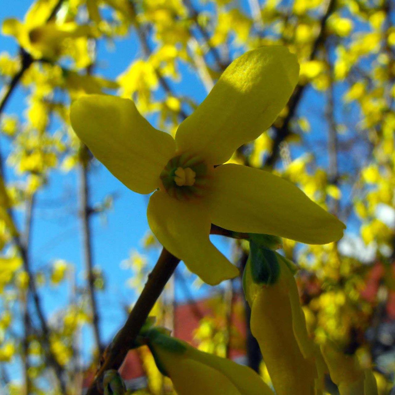 golden shower flower plant free photo