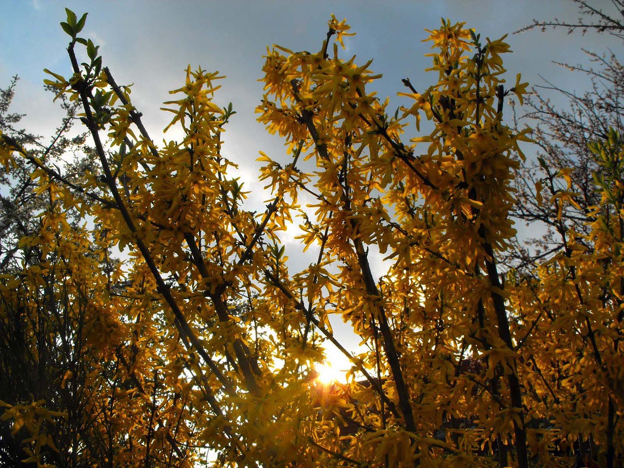 golden shower branches plant free photo