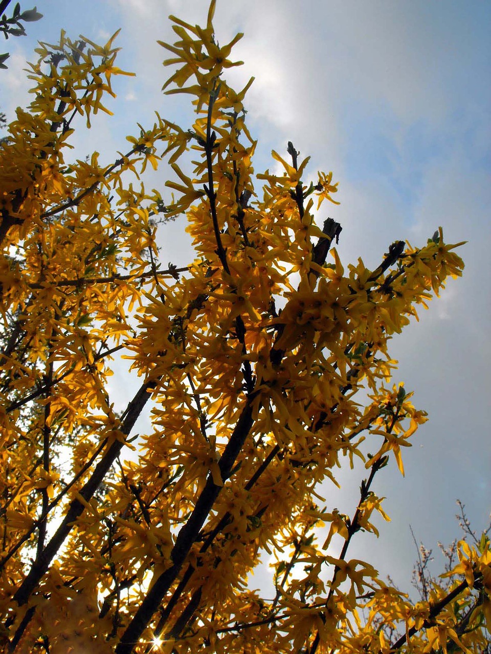 golden shower branches plant free photo