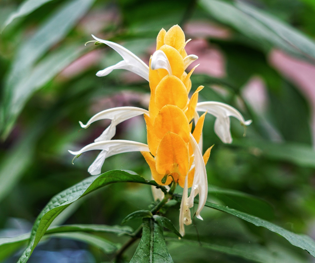 golden shrimp plant  shrimp plant  orange free photo