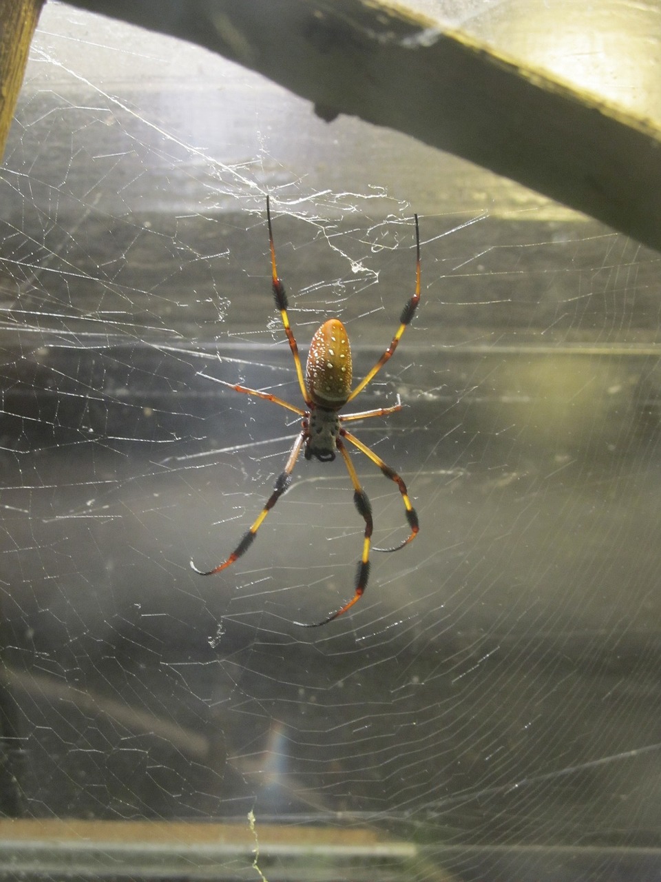 golden silk orb-weaver spider web free photo