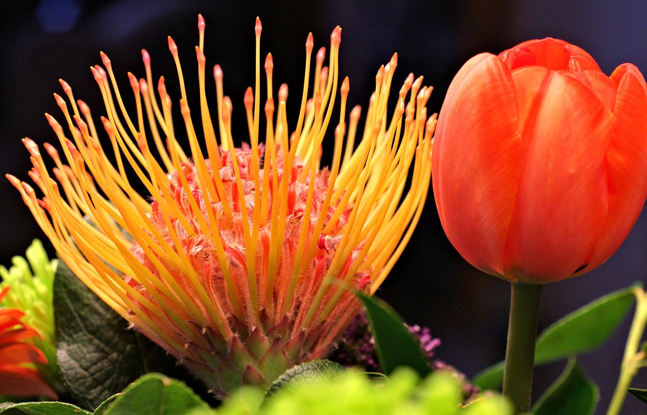 golden spidermum flower tulip garden free photo