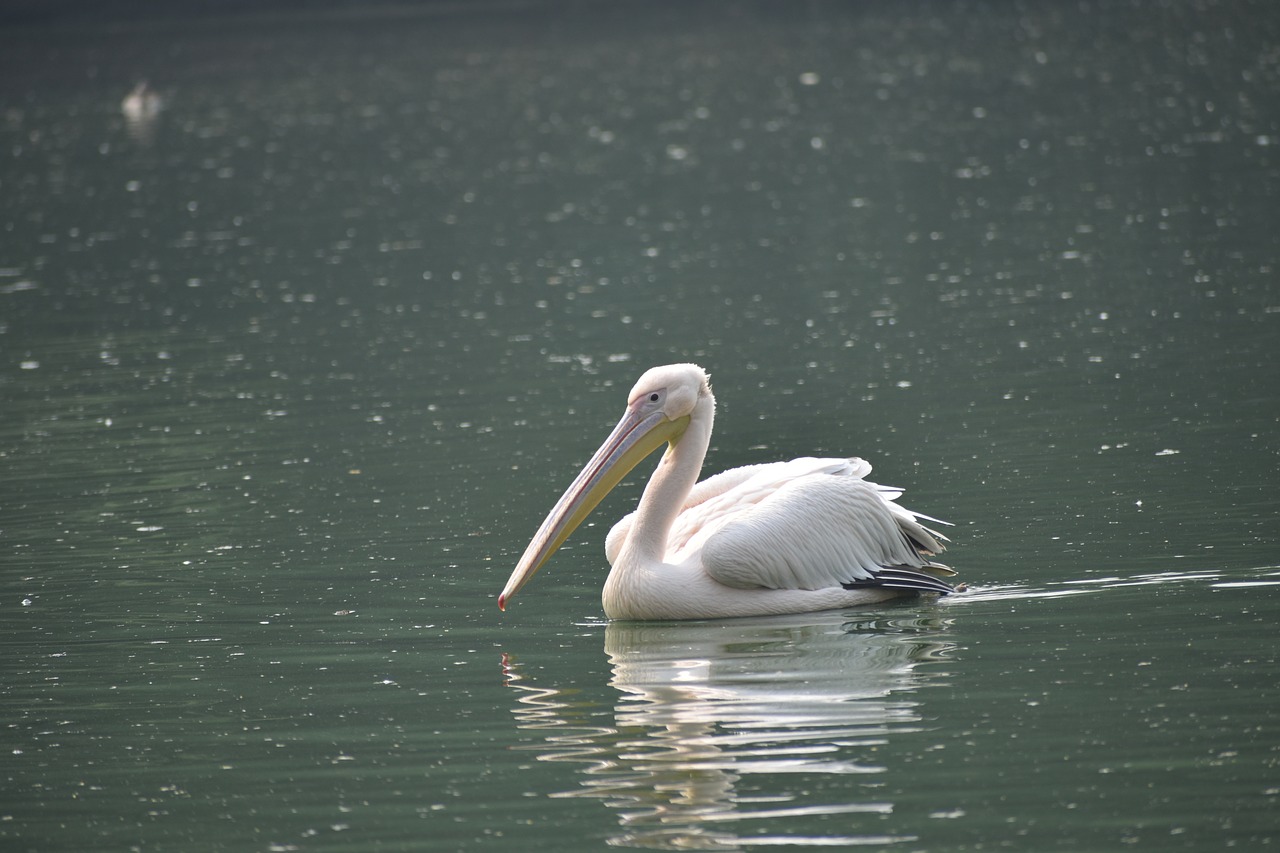 golden swan swan golden free photo