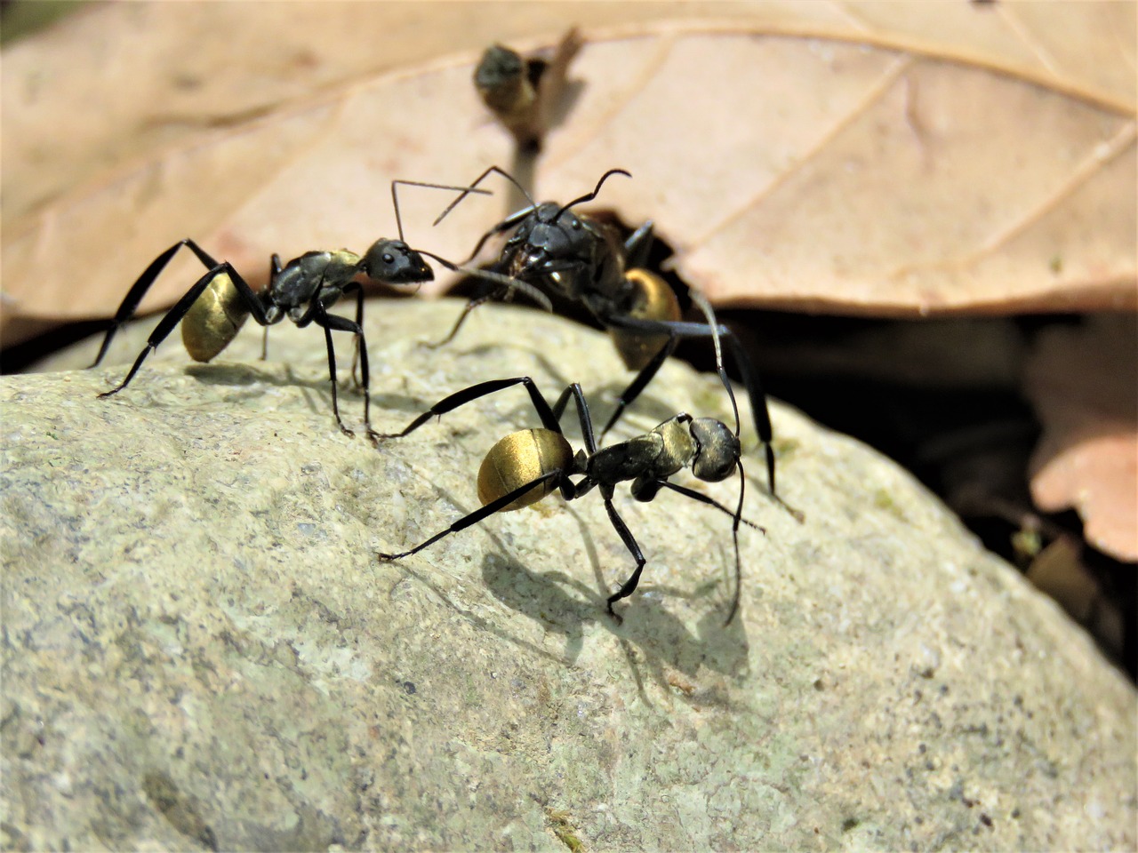 golden tailed spiny ant  golden tailed  spiny ant free photo