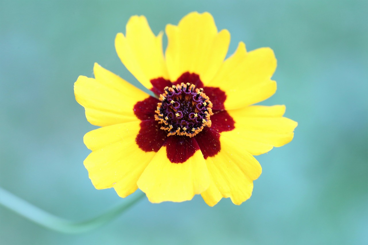 golden tickseed  coreopsis tinctoria  yellow petals free photo