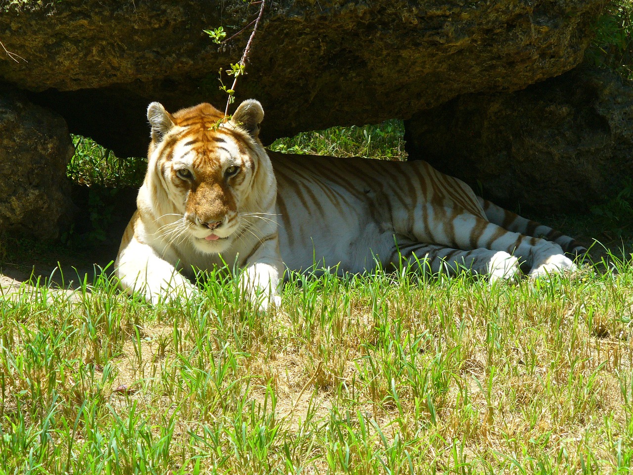 golden tiger tiger animal free photo