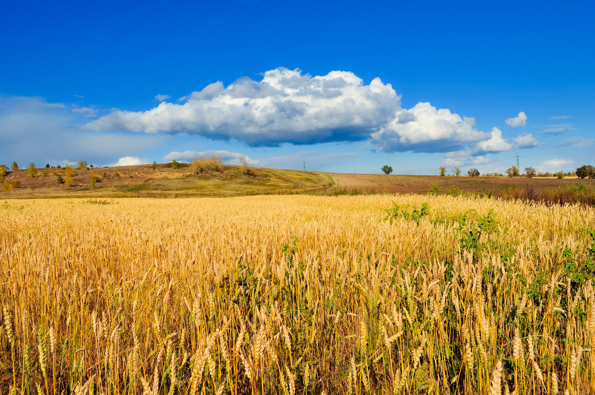 corn field rural free photo