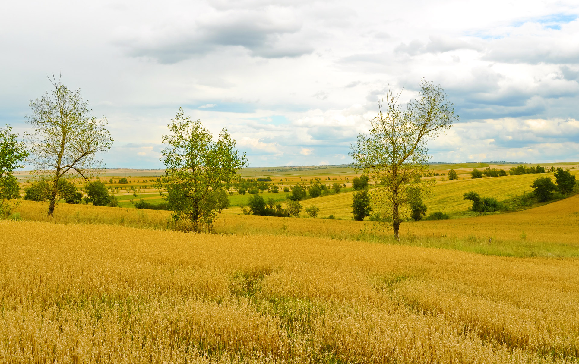 Что можно увидеть в поле. Сельскохозяйственный ландшафт. Поля России. Пшеничное поле просторы. Поле осенью сельское хозяйство.