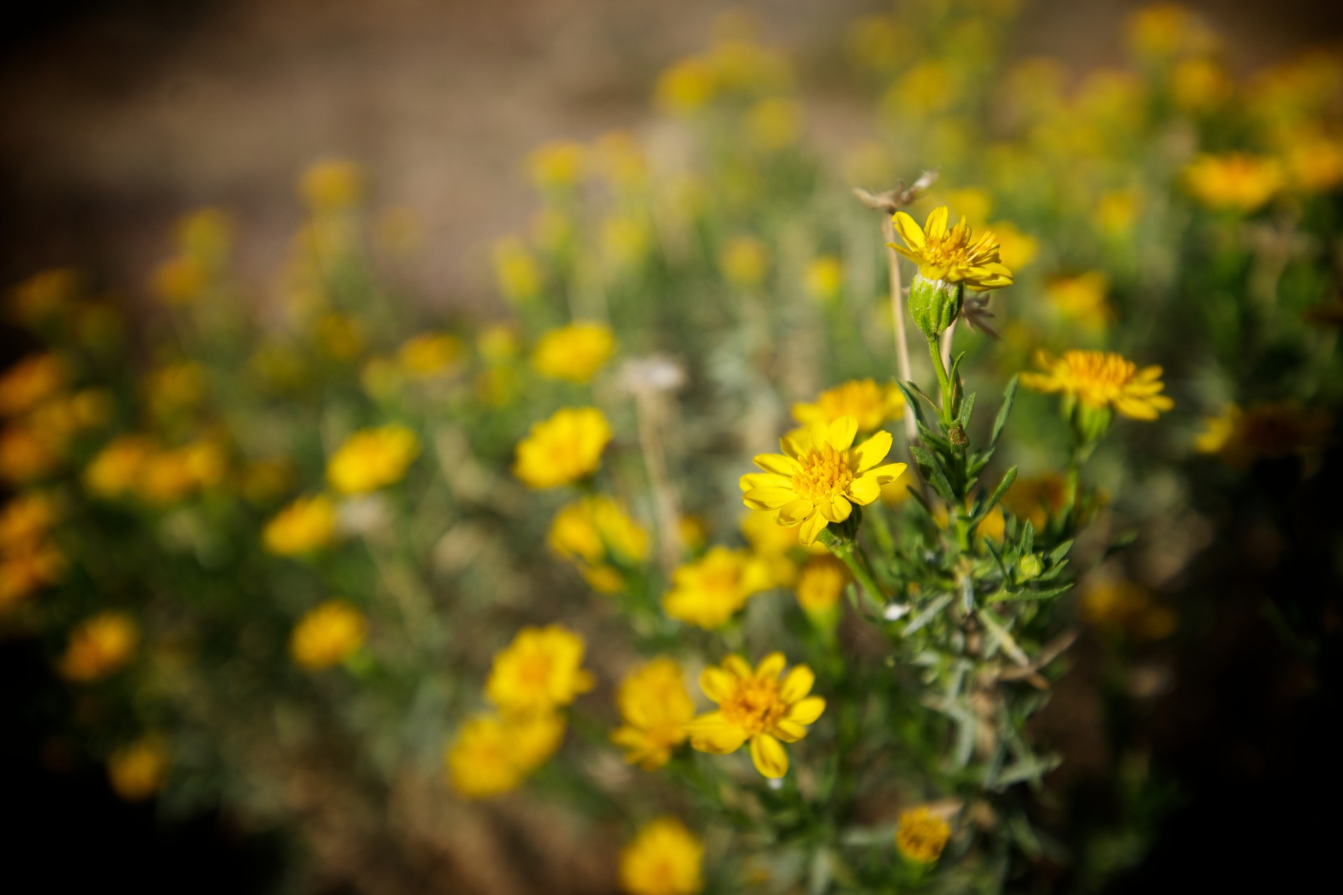 beauty central california golden free photo