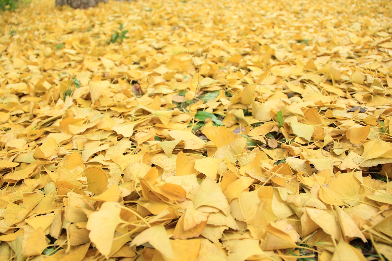 golden yellow defoliation autumn free photo