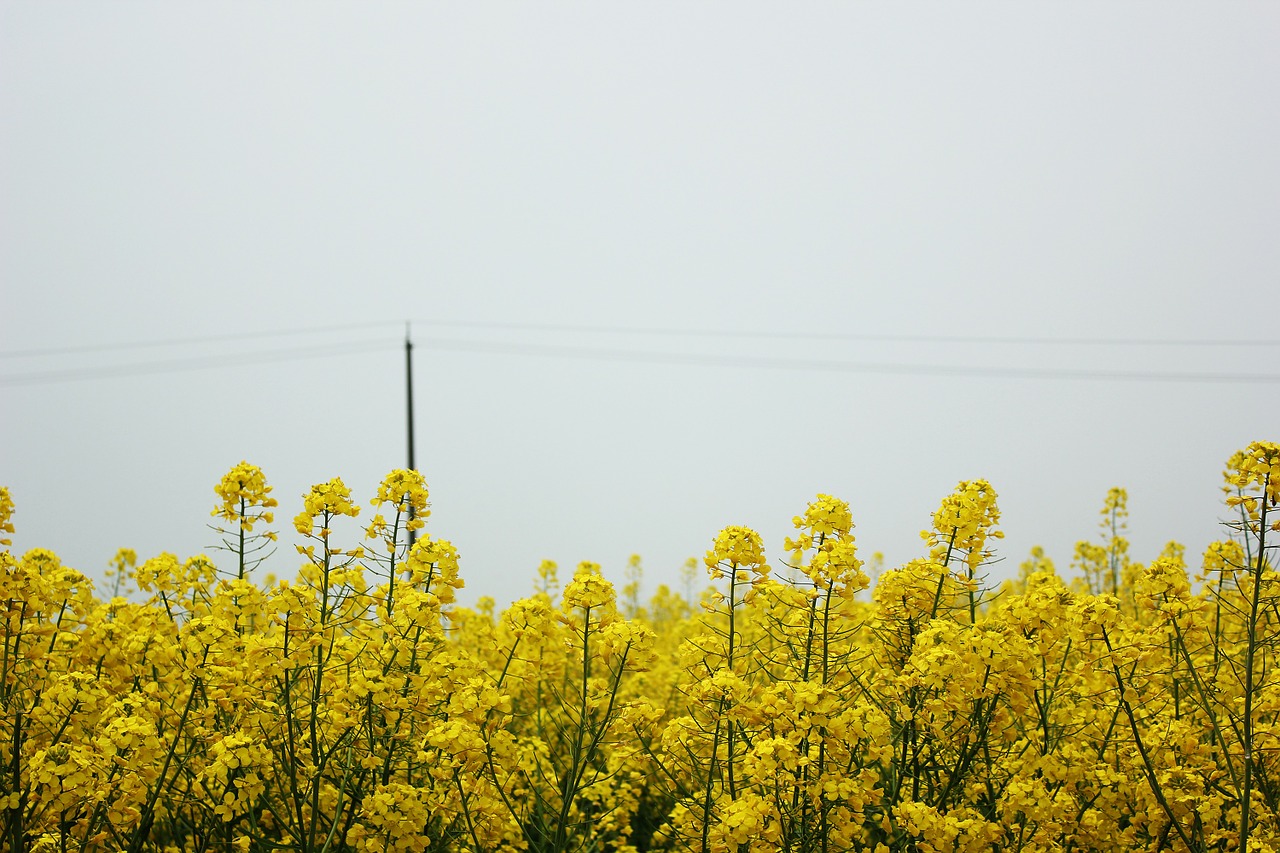 golden yellow,rape,spring,flowers,brilliant,sky,telephone poles,free pictures, free photos, free images, royalty free, free illustrations, public domain