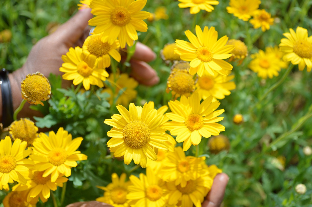 dyers chamomile golden yellow free photo