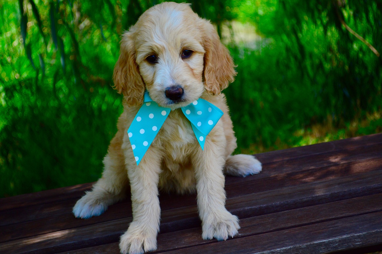 goldendoodle puppy two free photo